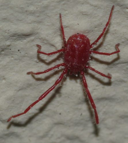 Erythraeidae: Balaustium?